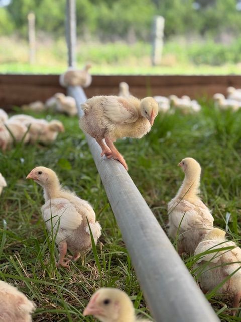 Chicks exploring a grassy farm environment, with one chick perched on a metal pipe while others gather around, showcasing a natural and healthy upbringing.