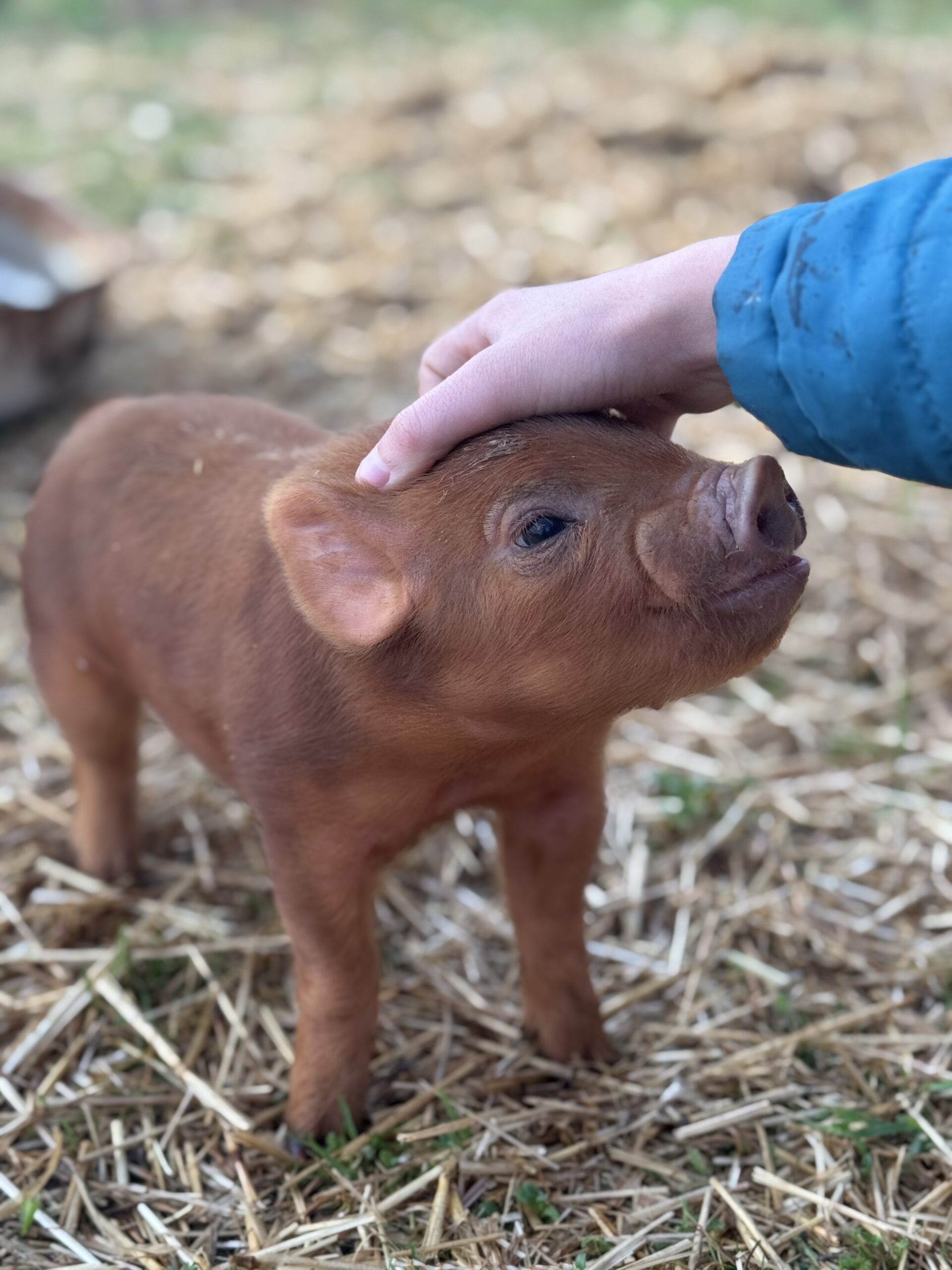Young piglet being gently petted by a person, surrounded by straw bedding on a farm.
